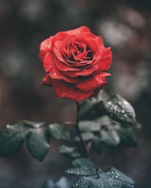 rose