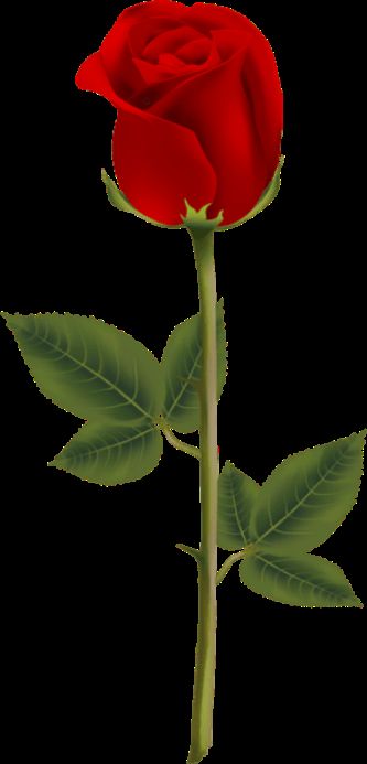 rose